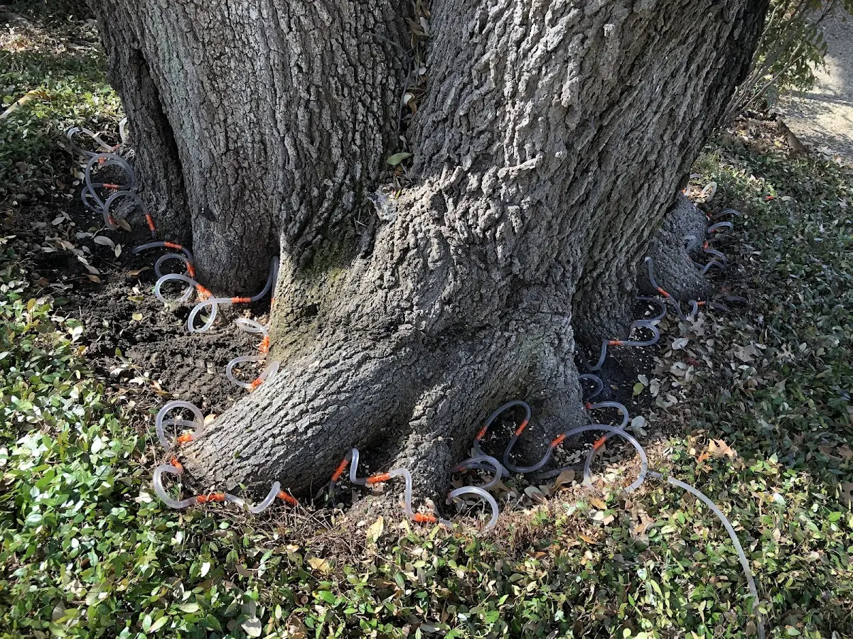 Detailed Shrub and Hedge Trimming job site in Gasburg