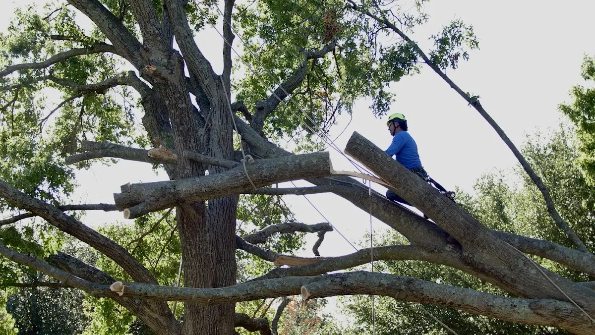 Professional Hazardous Tree Removal performed by certified arborists in Gasburg
